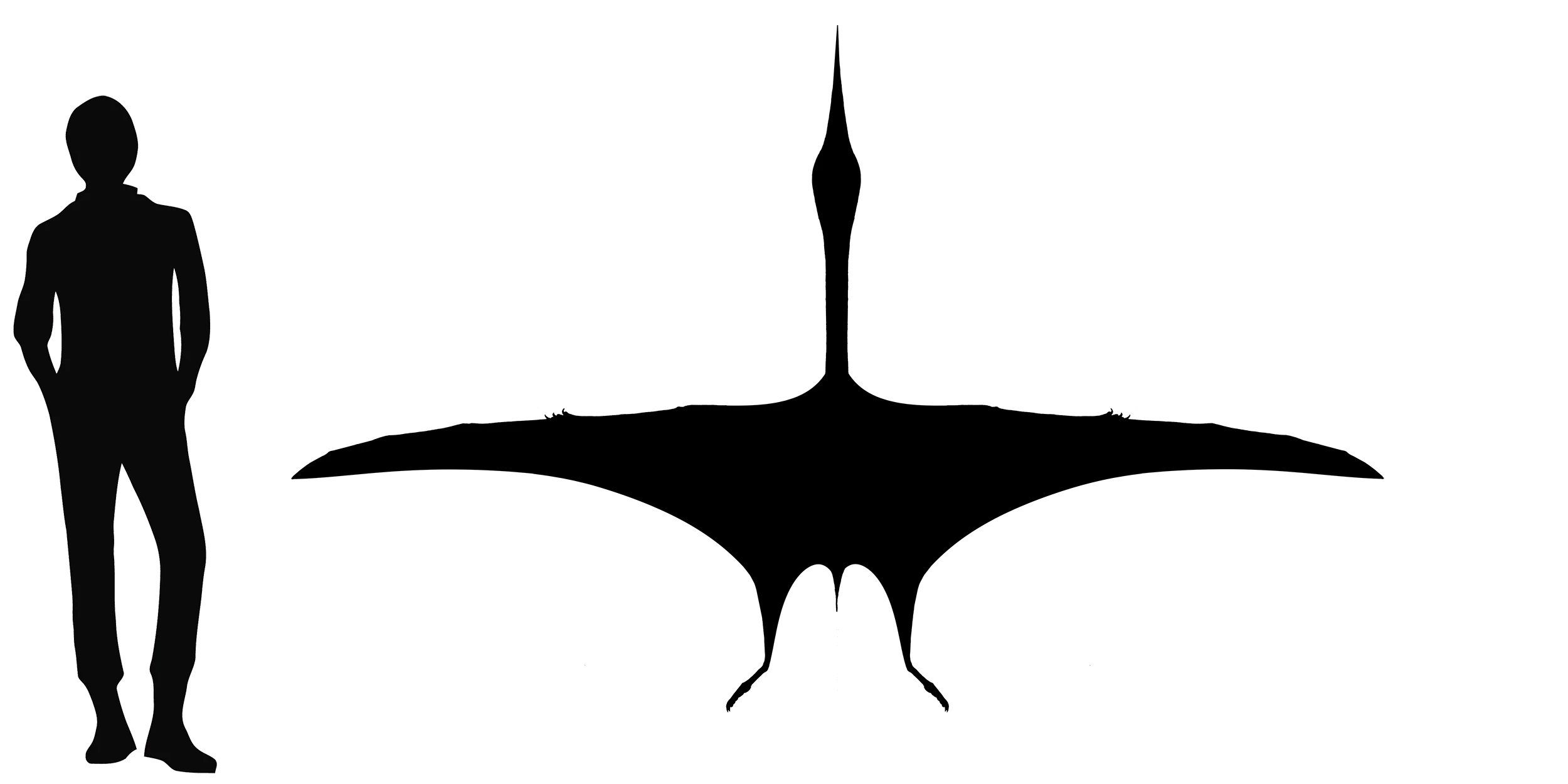 Eurazhdarcho wingspan comparison