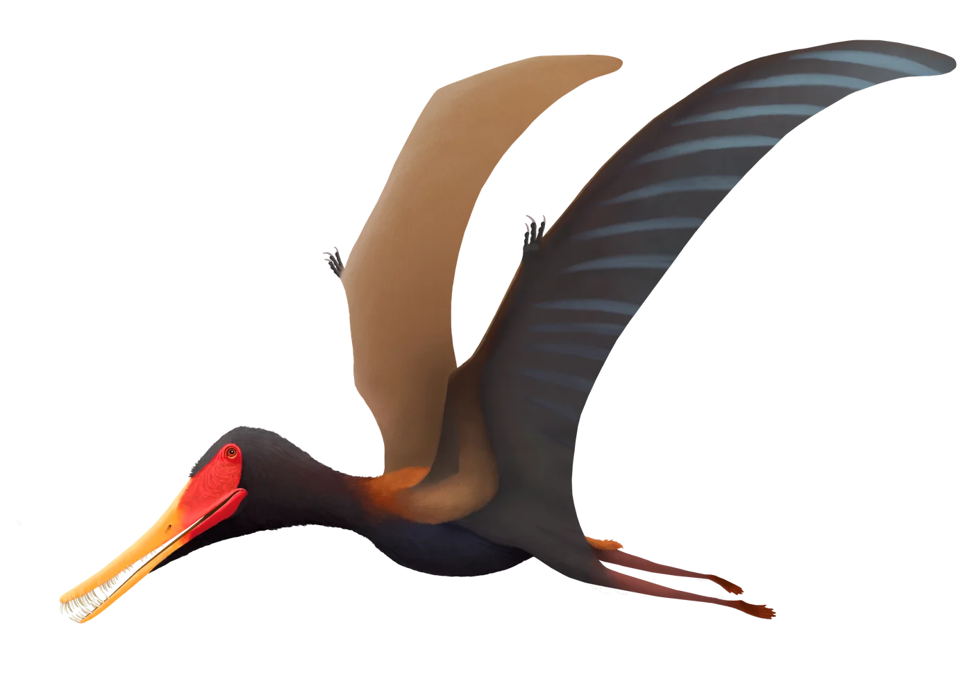 Pterofiltrus