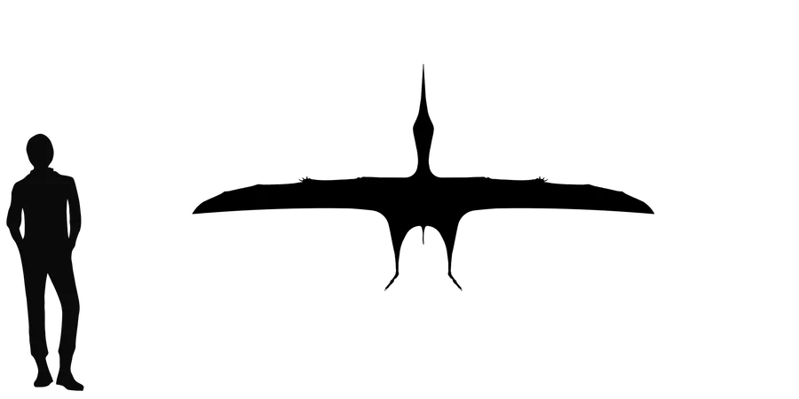 Bennettazhia wingspan comparison