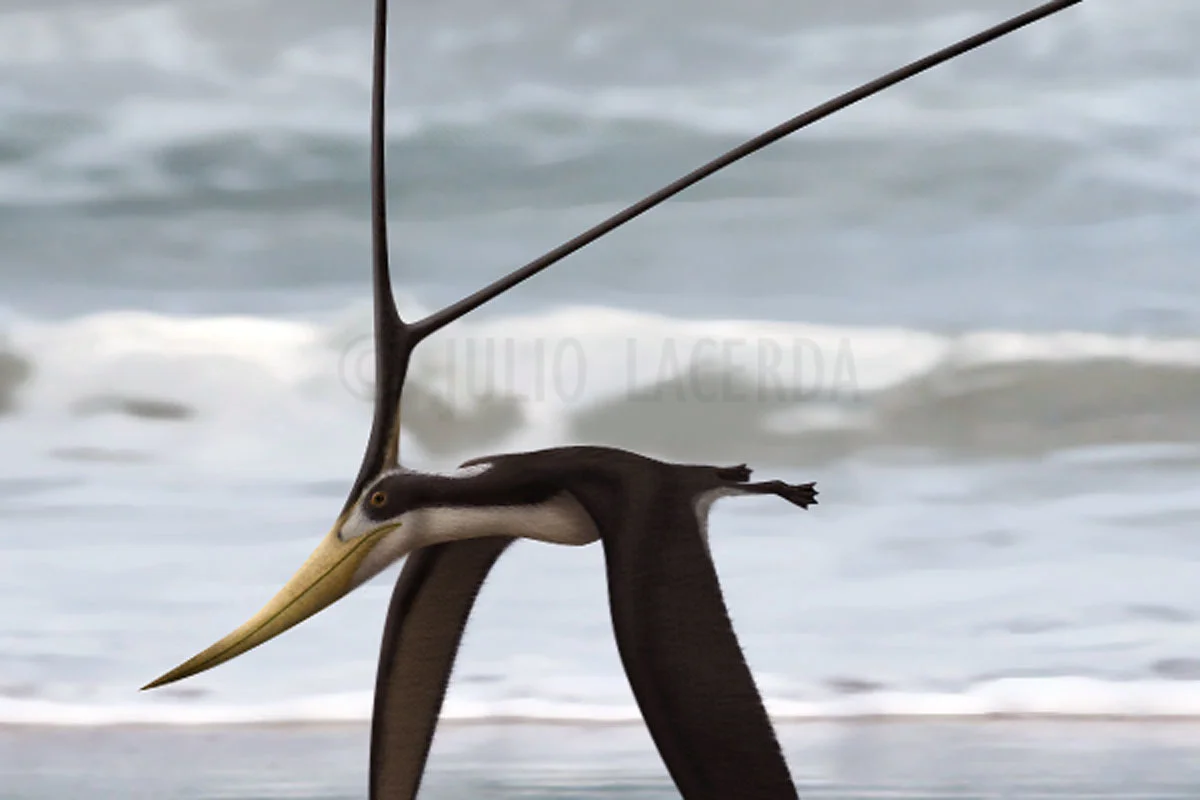 Nyctosaurus gracilis