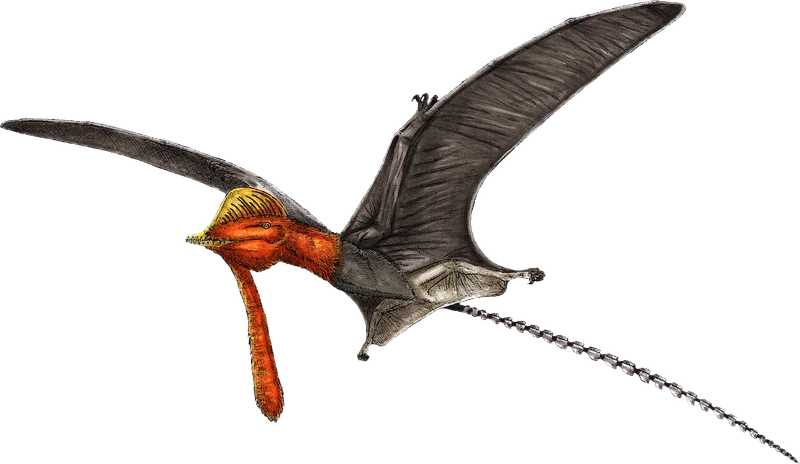 Pterorhynchus