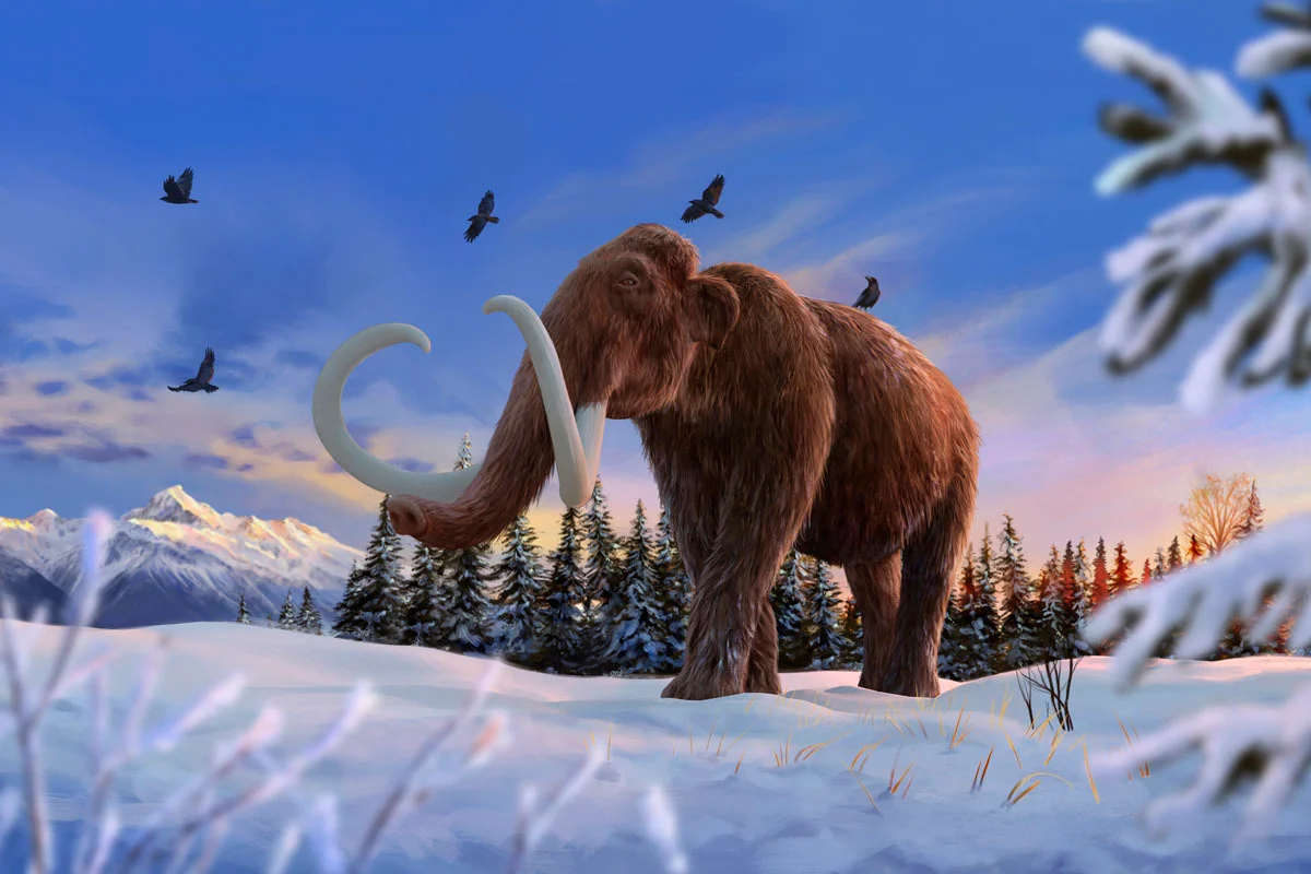 Mammuthus primigenius, or woolly mammoth