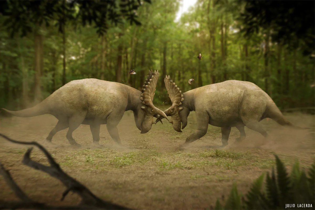 A pair of Coahuilaceratops locked in a combat