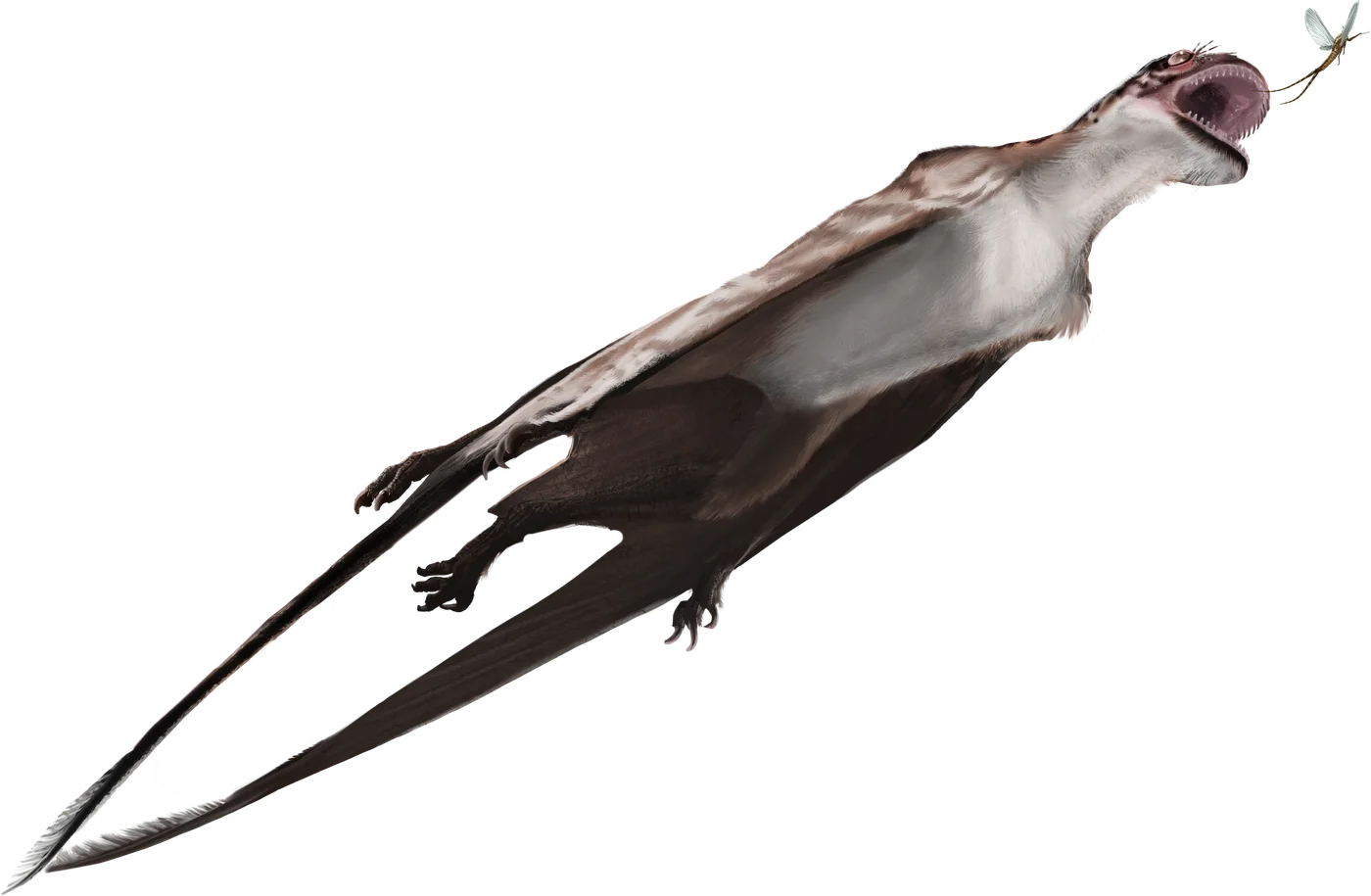 Mesadactylus