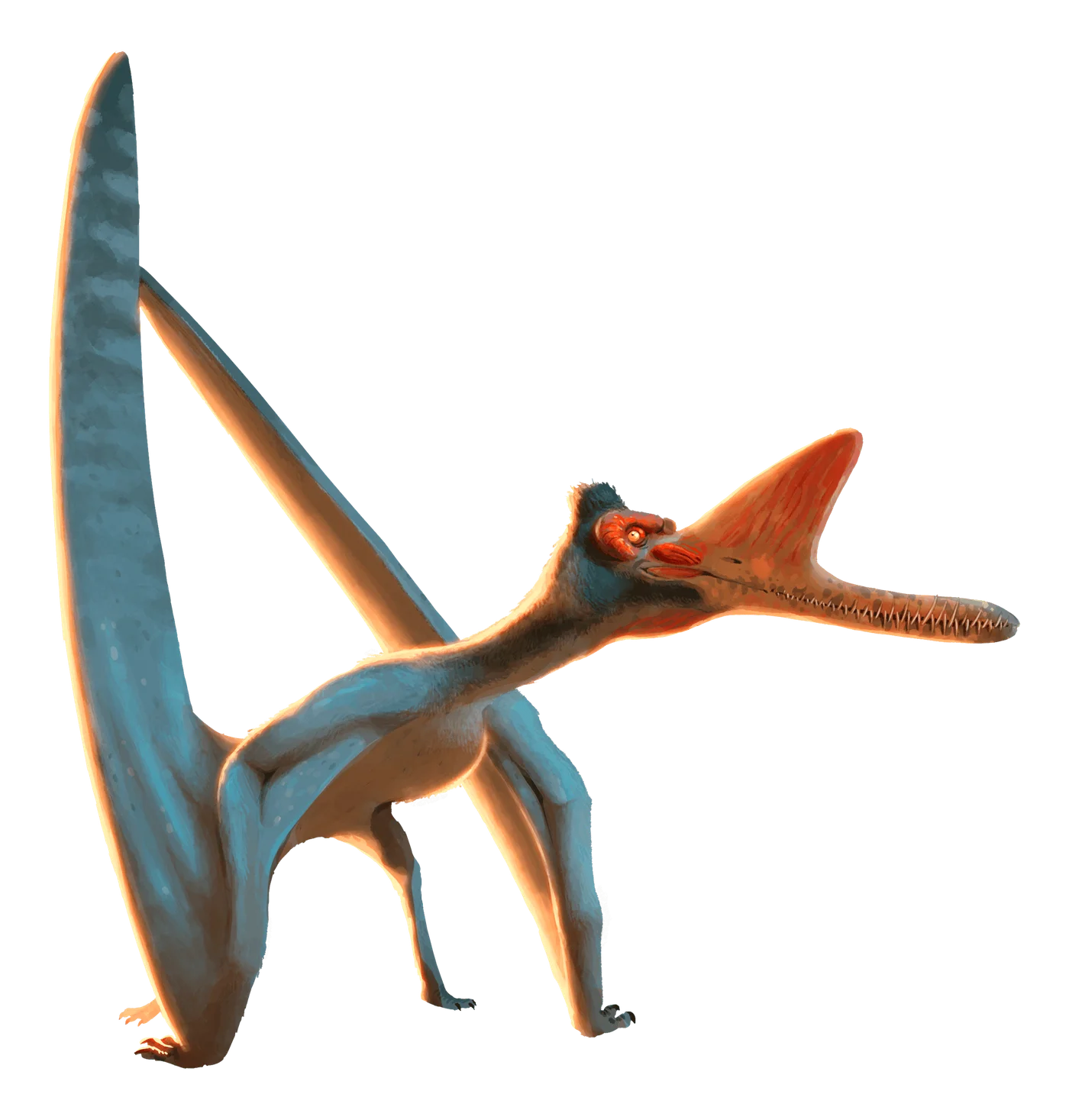 Zhenyuanopterus