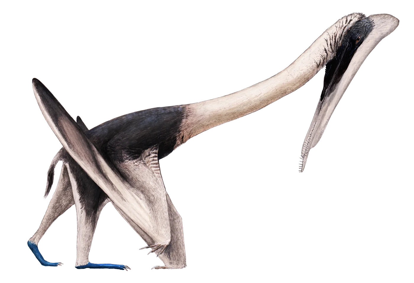 Feilongus