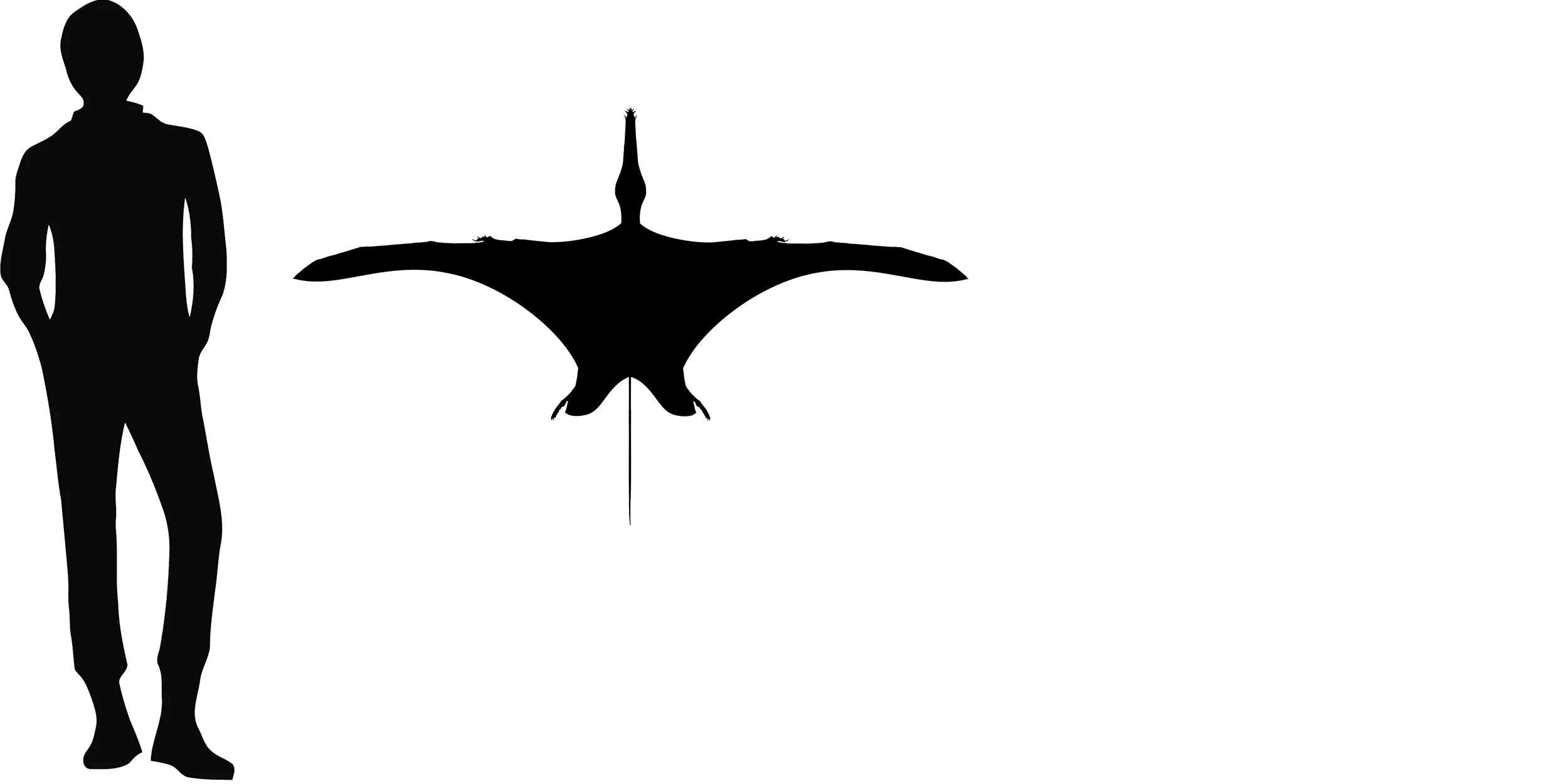 Angustinaripterus wingspan comparison