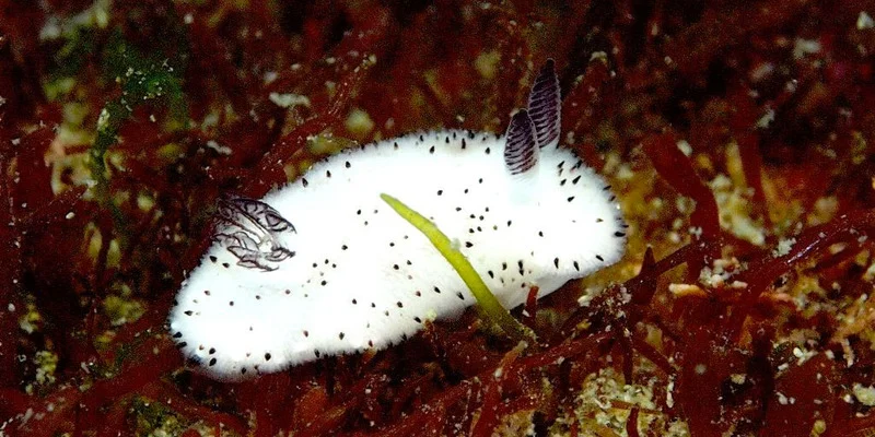 Jorunna parva