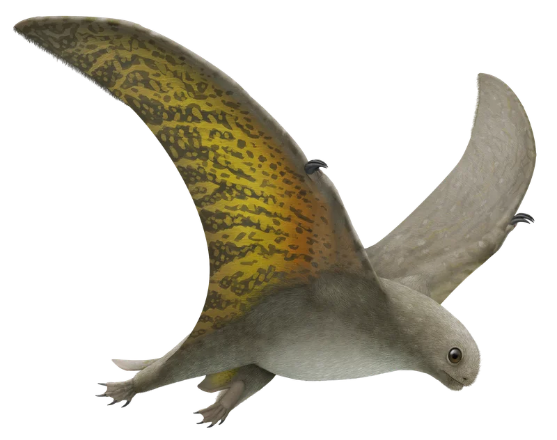 Jeholopterus