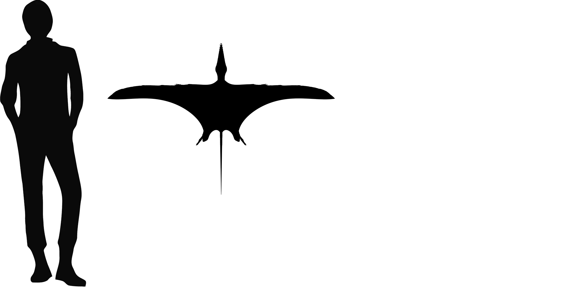 Dimorphodon wingspan comparison