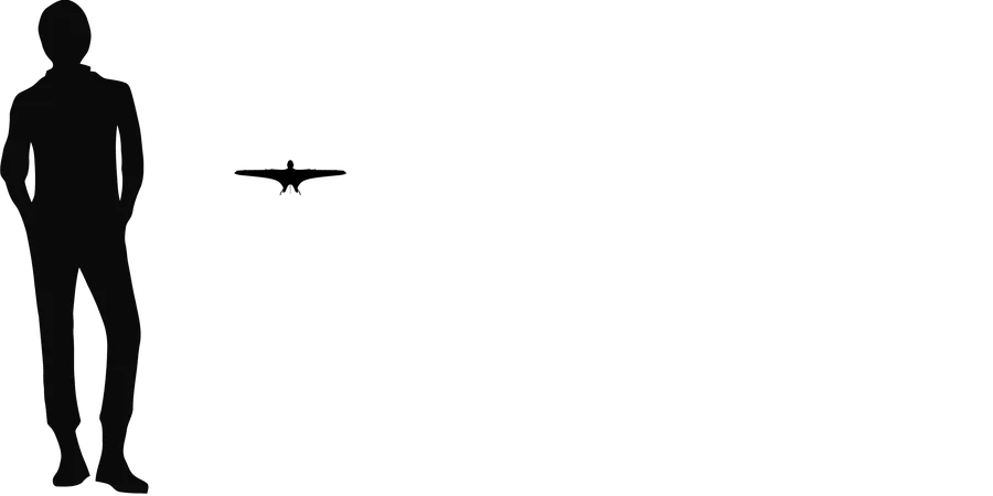 Dendrorhynchoides wingspan comparison
