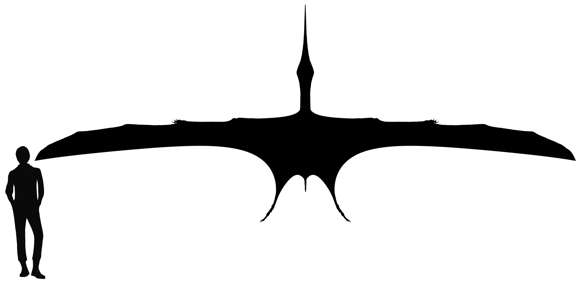 Geosternbergia wingspan comparison