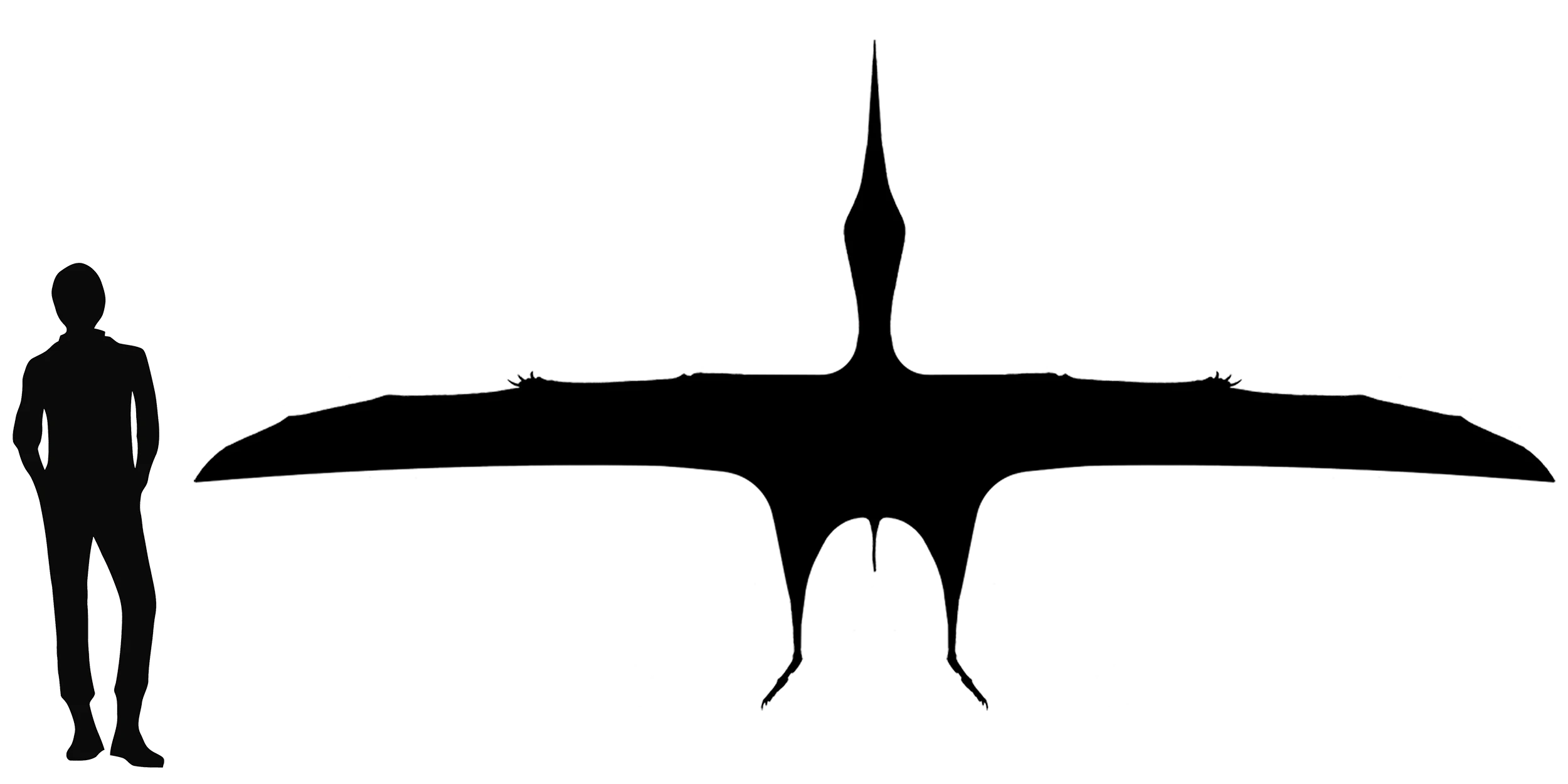 Tupandactylus wingspan comparison