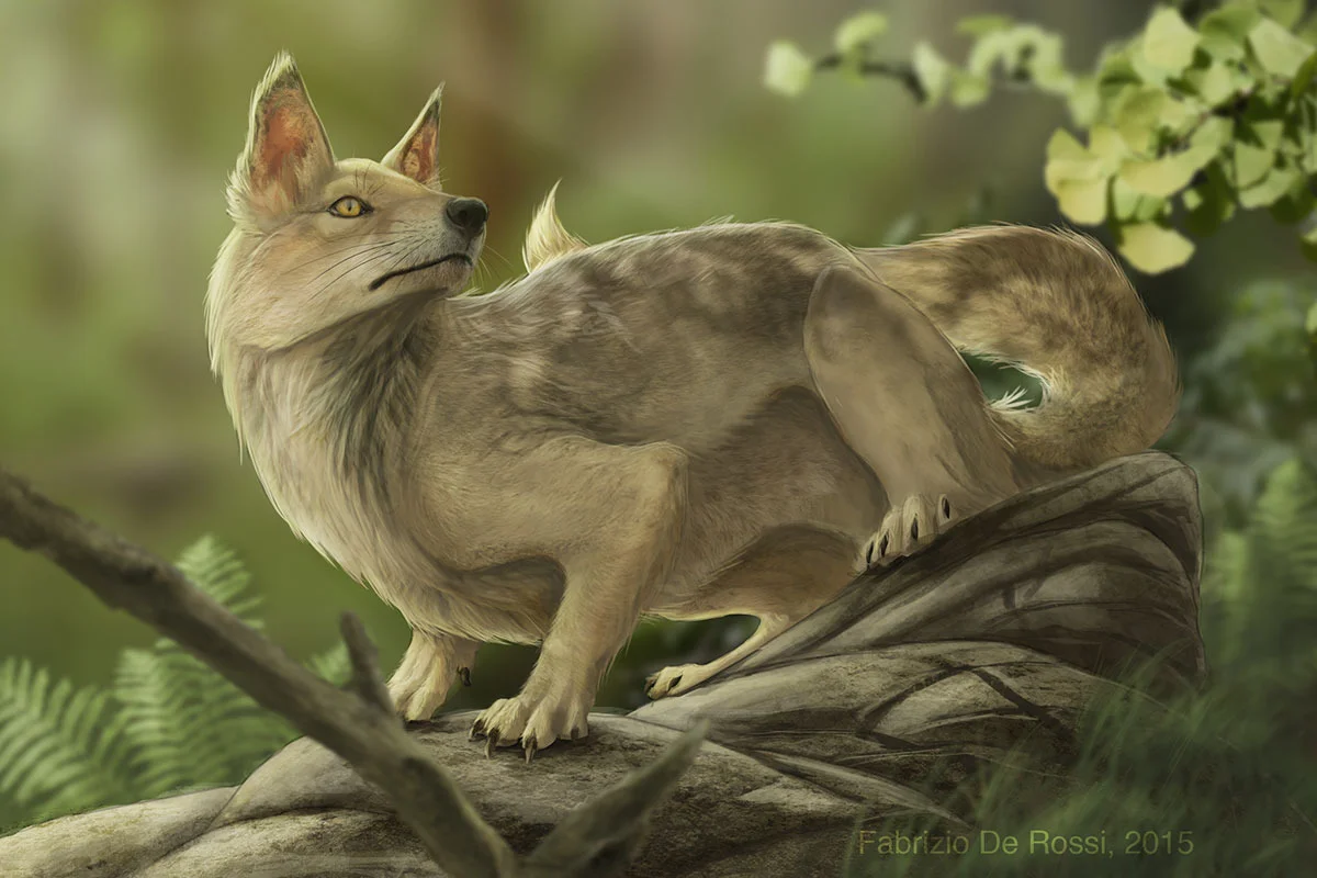 Hesperocyon