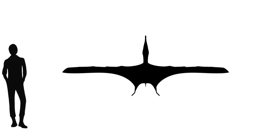 Aussiedraco wingspan comparison