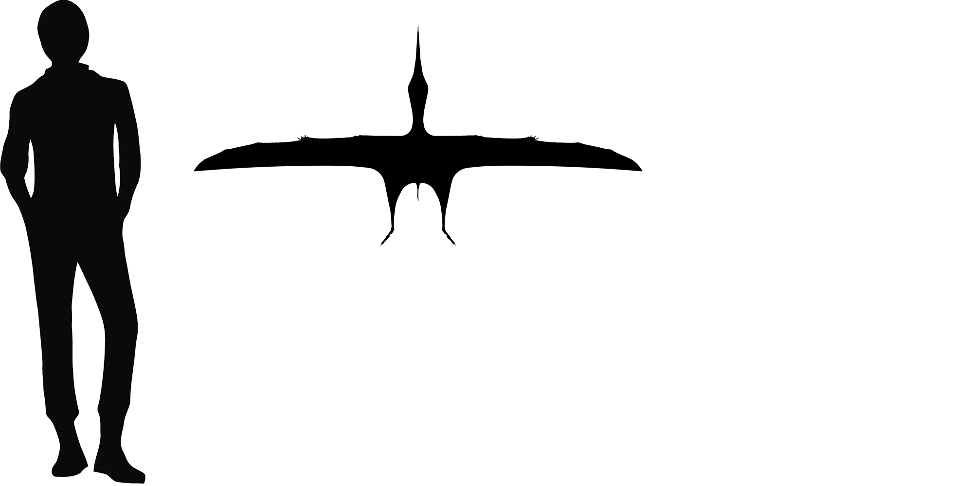 Jidapterus wingspan comparison