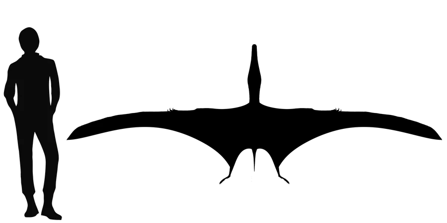 Hongshanopterus wingspan comparison