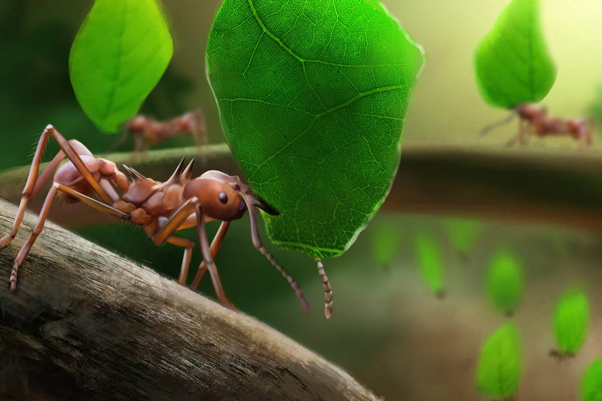 Leafcutter ants