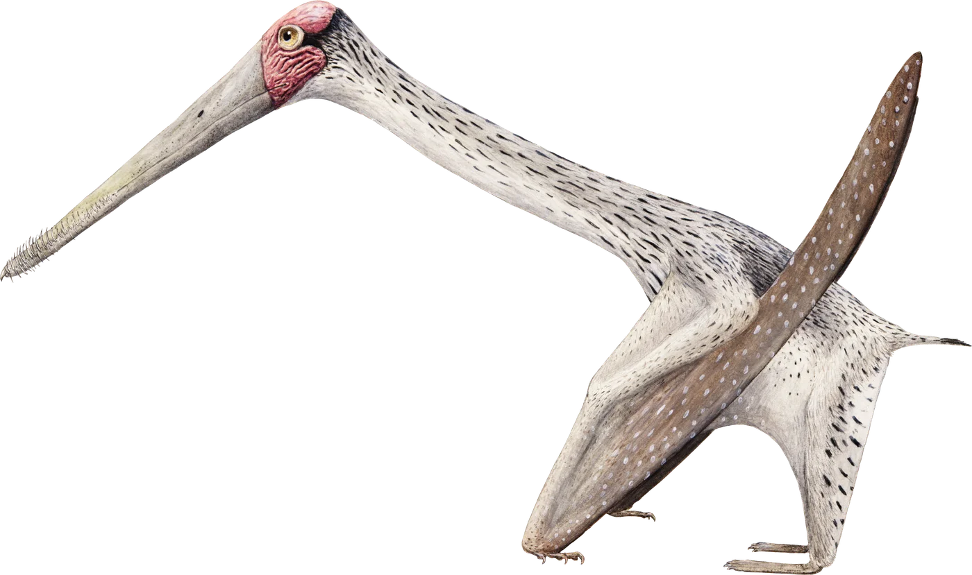 Forfexopterus