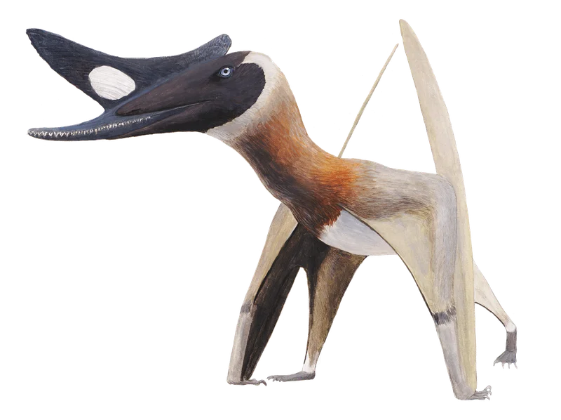 Normannognathus