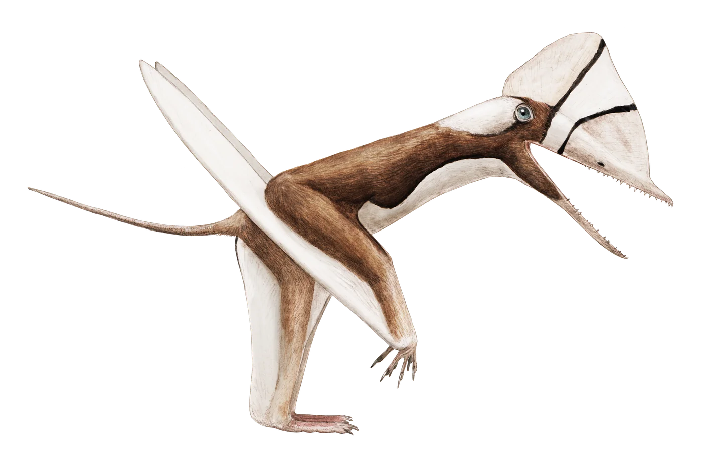 Douzhanopterus