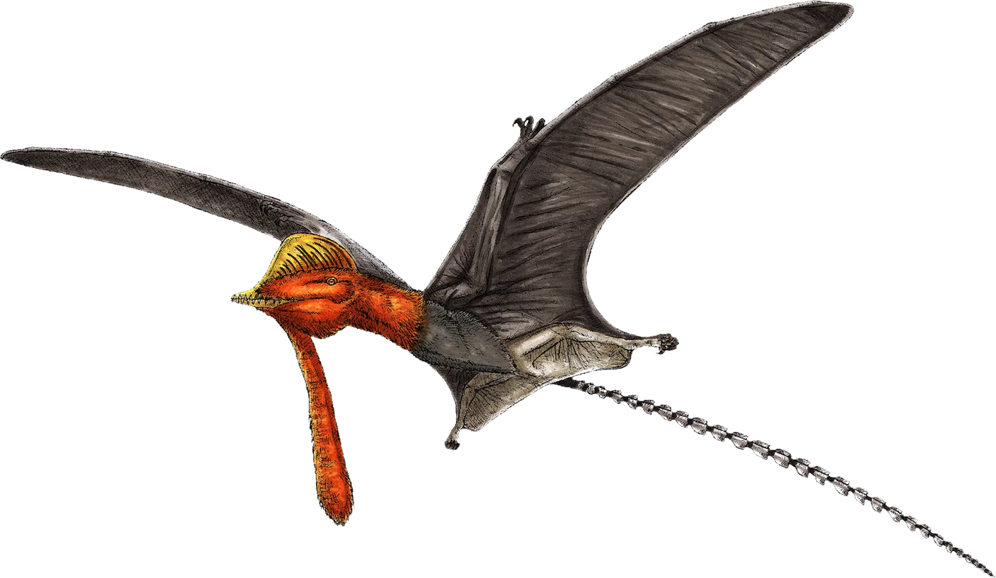 Pterorhynchus