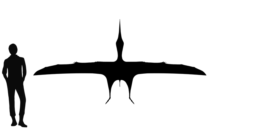 Navajodactylus wingspan comparison