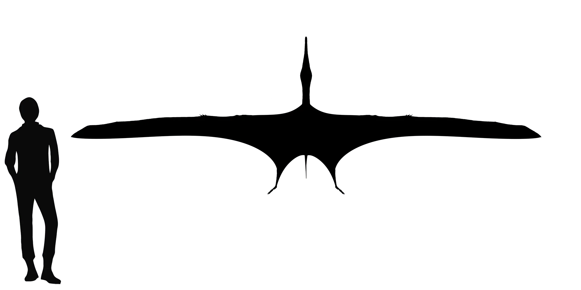 Guidraco wingspan comparison