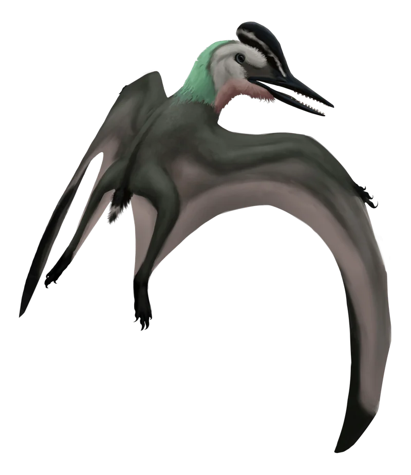 Eosipterus