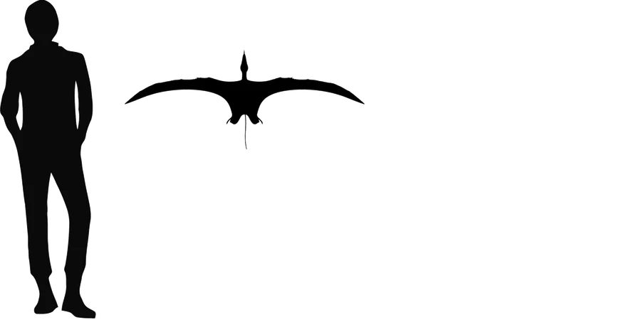 Caviramus wingspan comparison