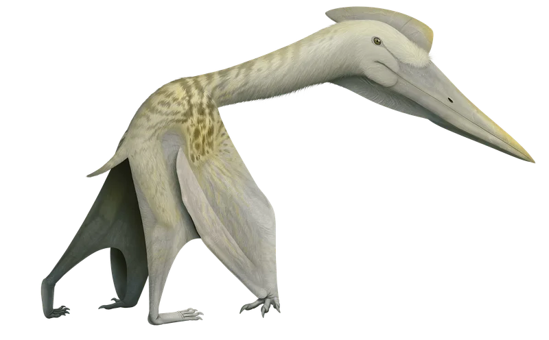 Padrillo Pterosaur