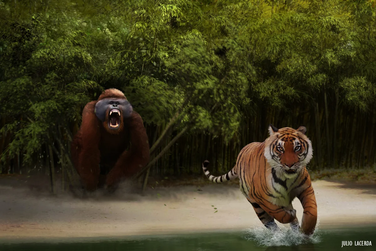 Gigantopithecus versus tiger