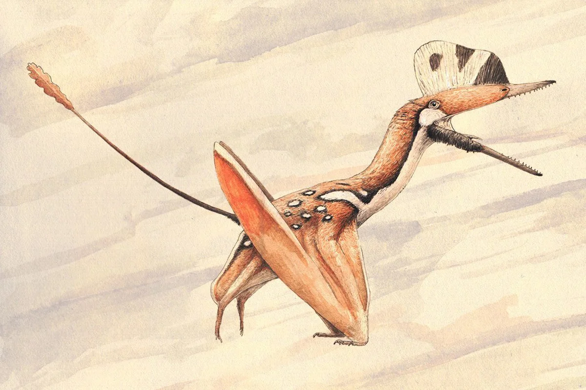 Darwinopterus