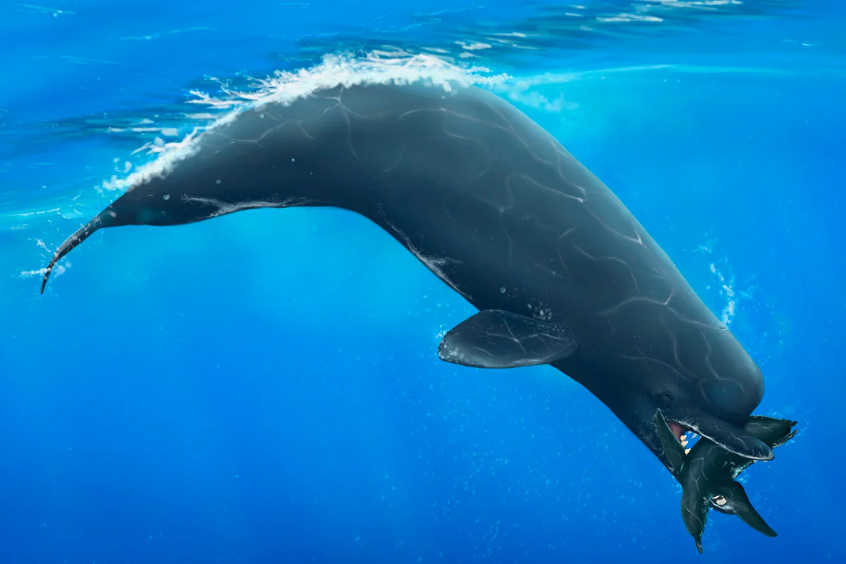A reconstruction of Acrophyseter in its natural habitat.