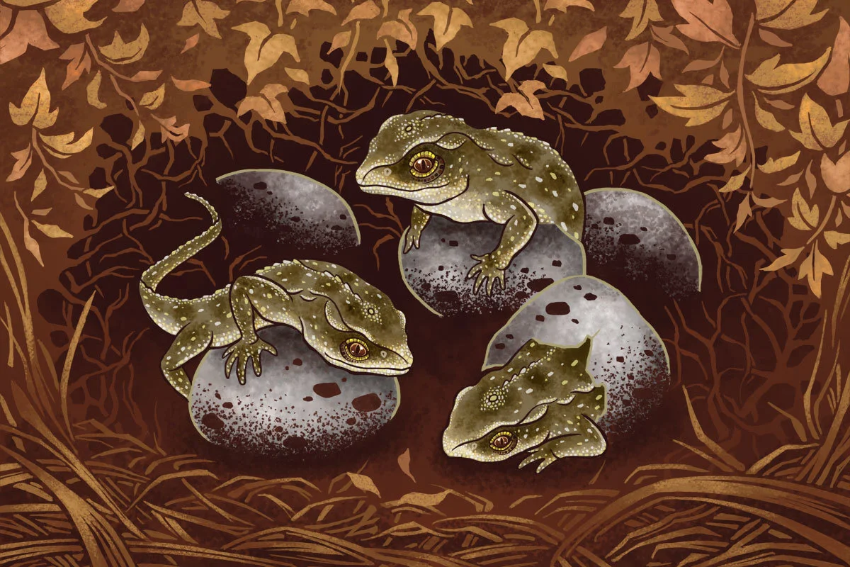 Three tuatara hatchlings in their nest