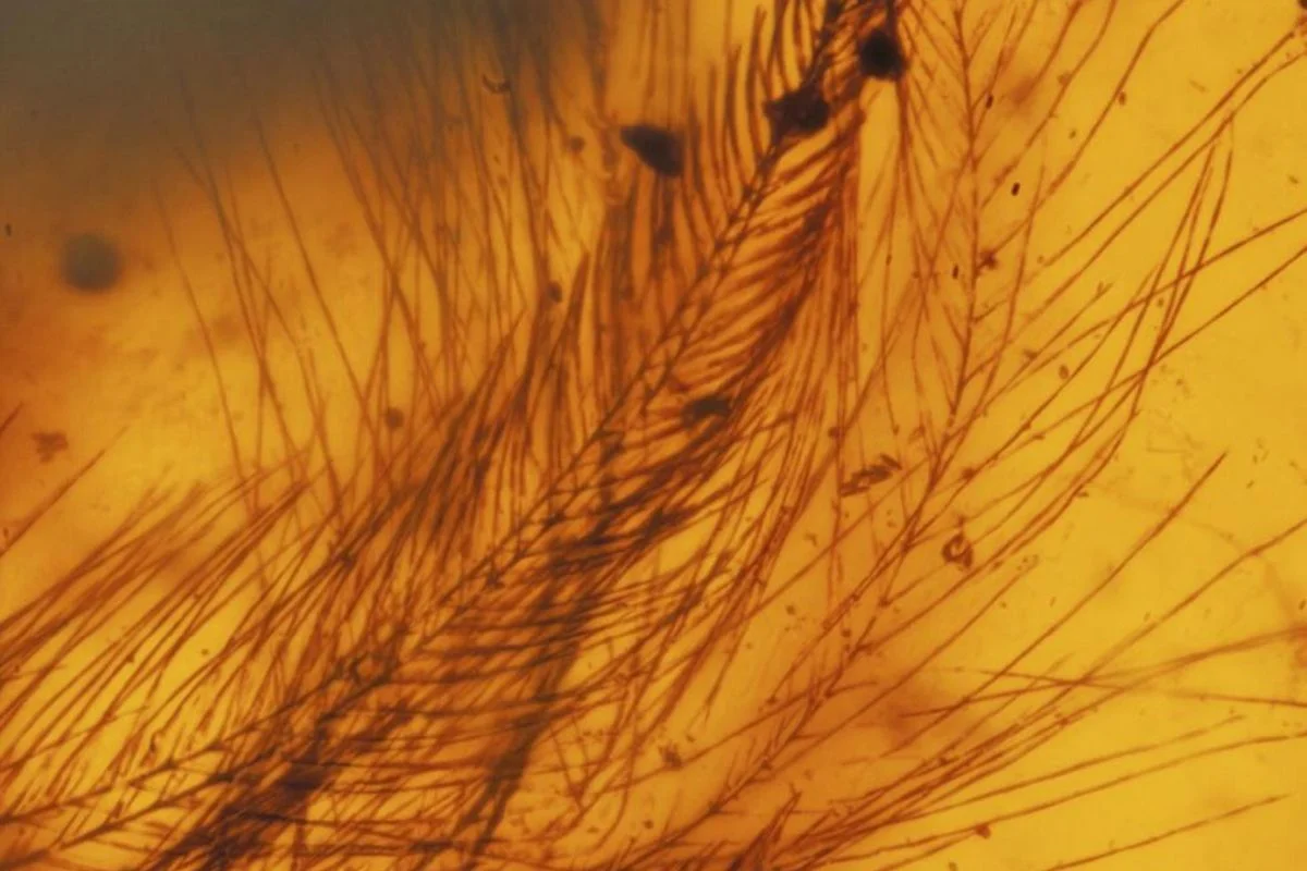 Bird feathers in amber