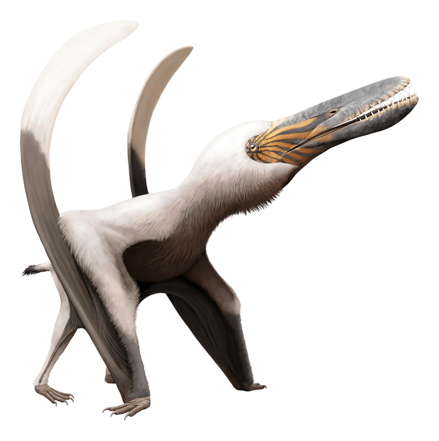 Linlongopterus