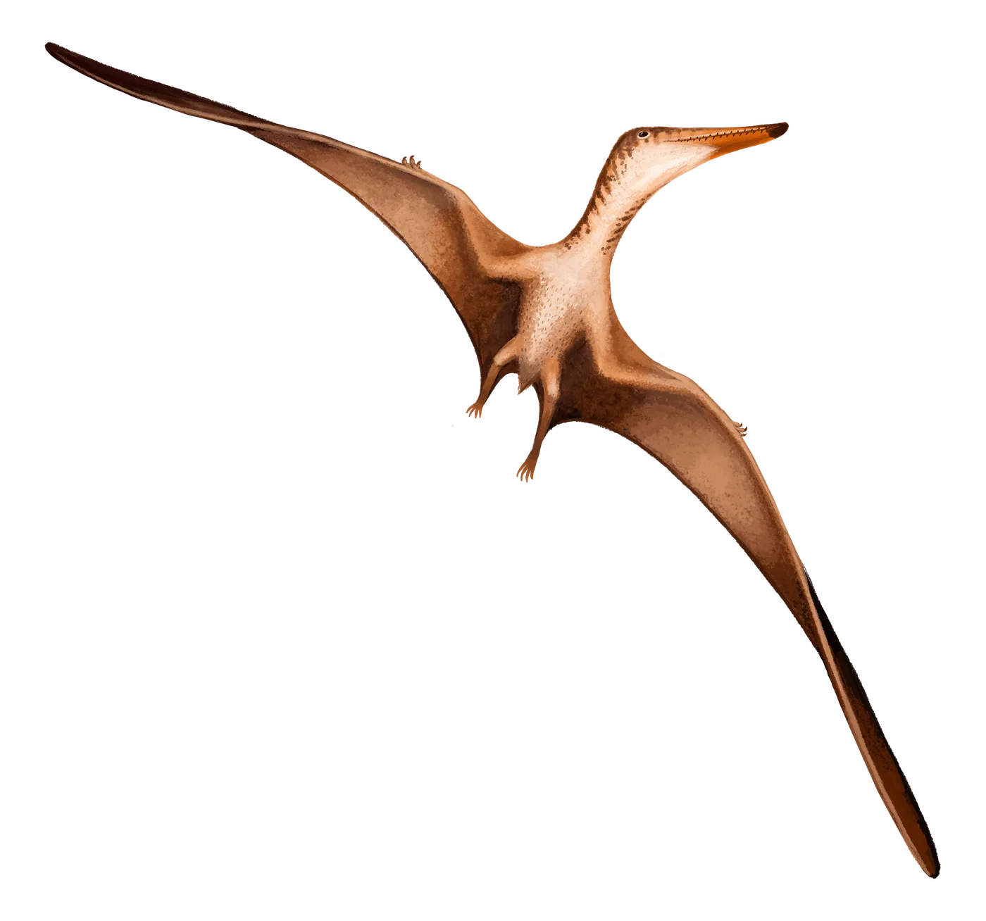 Serradraco