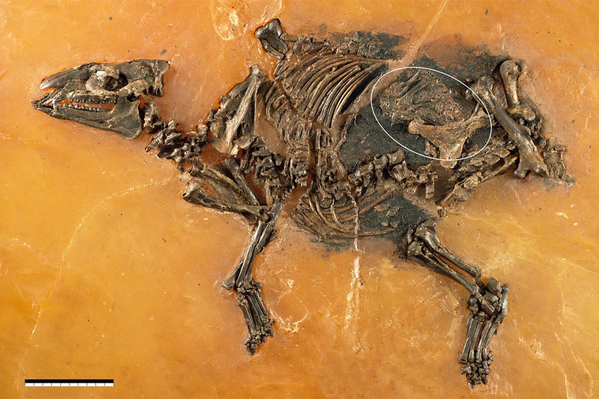 Eurohippus fossil