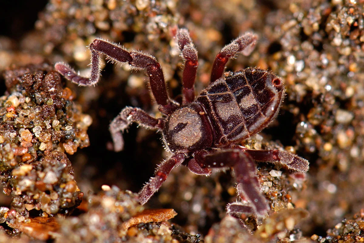 Cryptocellus goodnighti