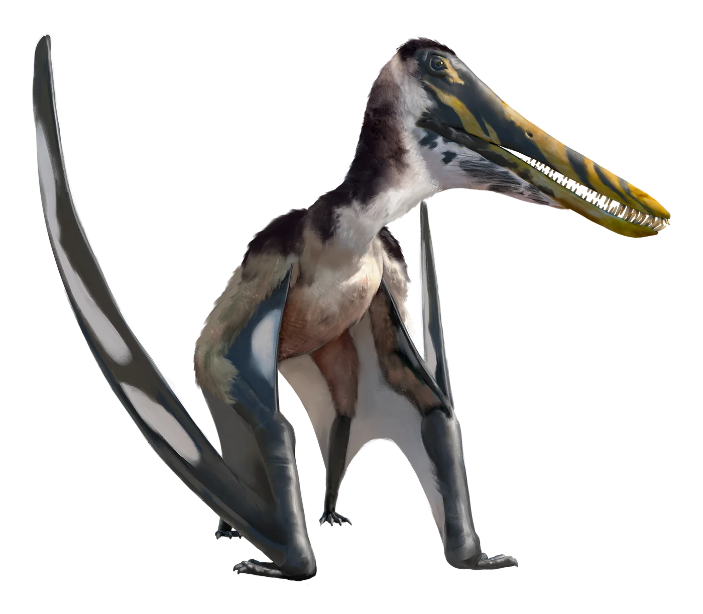 Draigwenia