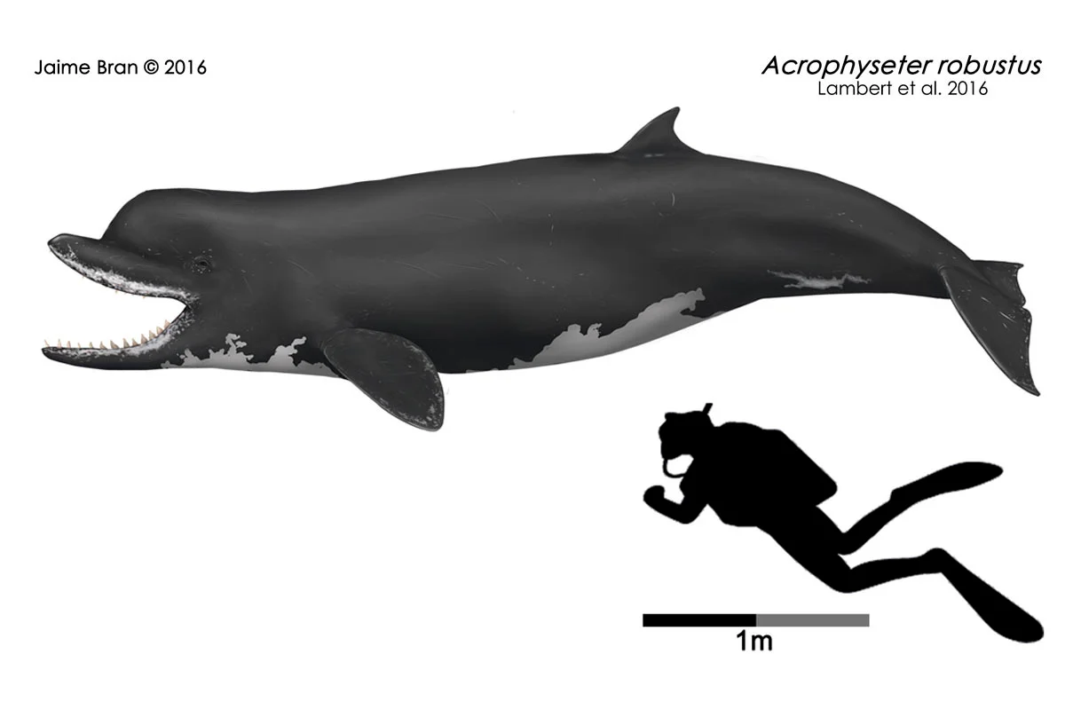 Acrophyseter compared to a human diver.