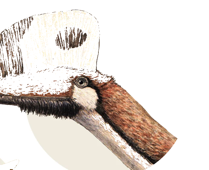 Darwinopterus head and crest