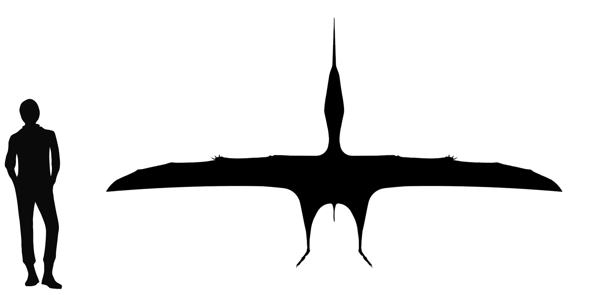 Bakonydraco wingspan comparison