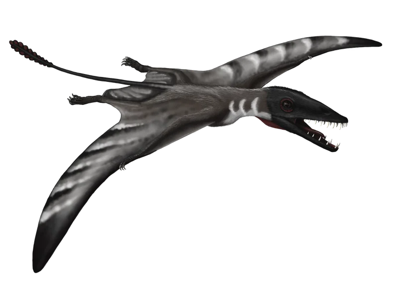 Scaphognathus