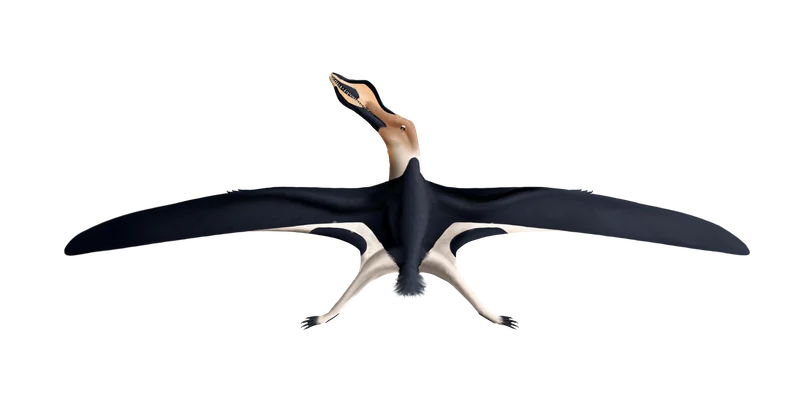 Cimoliopterus