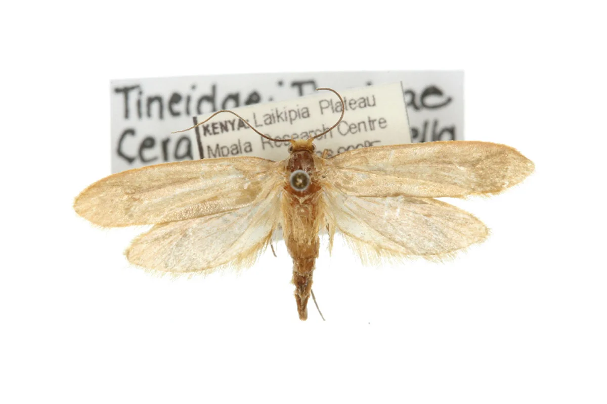 Ceratophaga vastella