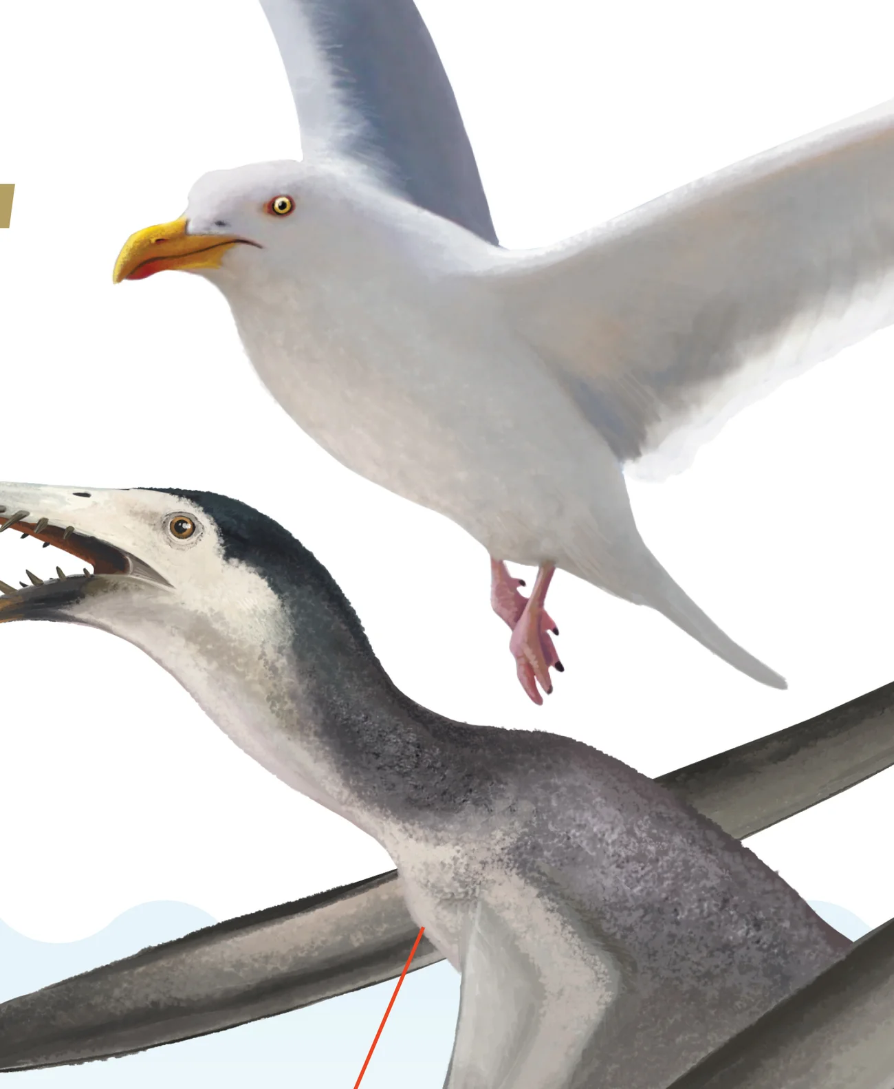 A countershaded pterosaur beside a seagull, both dark above and light below
