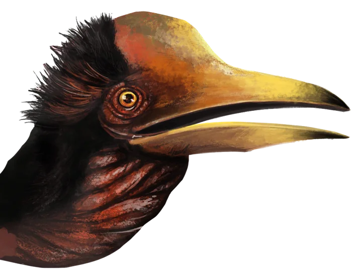 Rhinoplax (Hornbill)