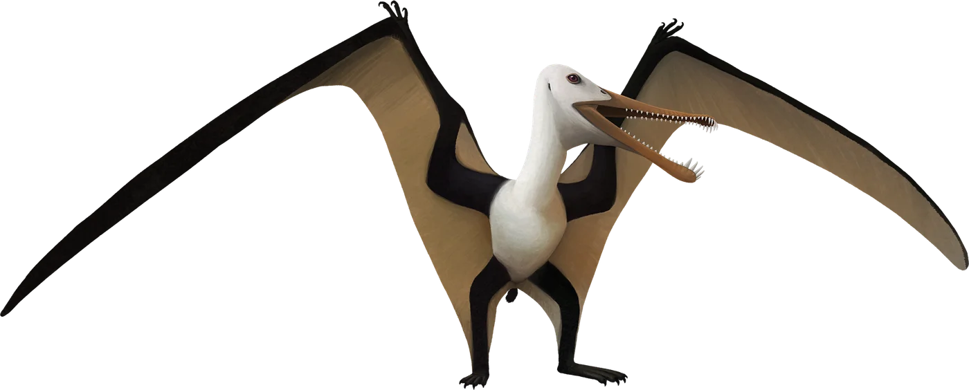 Camposipterus